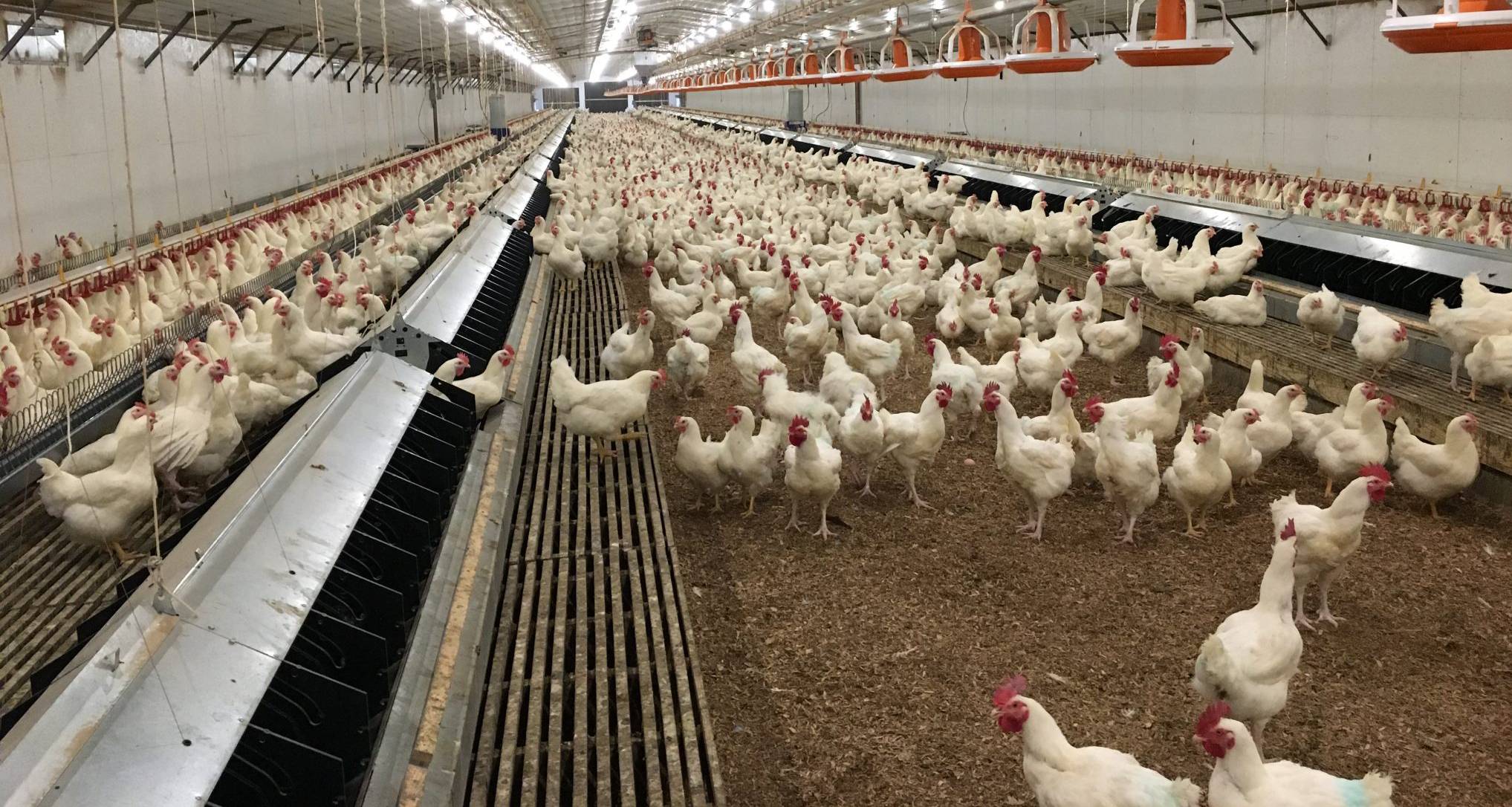 Anwendung der LED-Technologie in der Beleuchtung von Hühnerfarmen